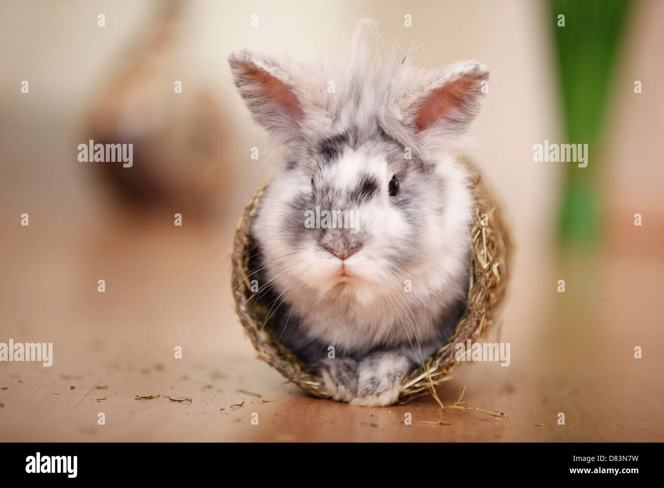 coniglio nano Foto Stock