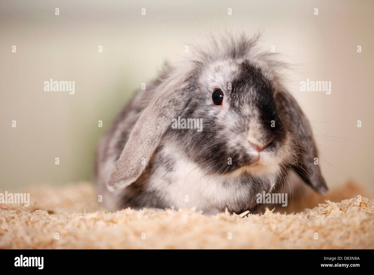 coniglio nano Foto Stock
