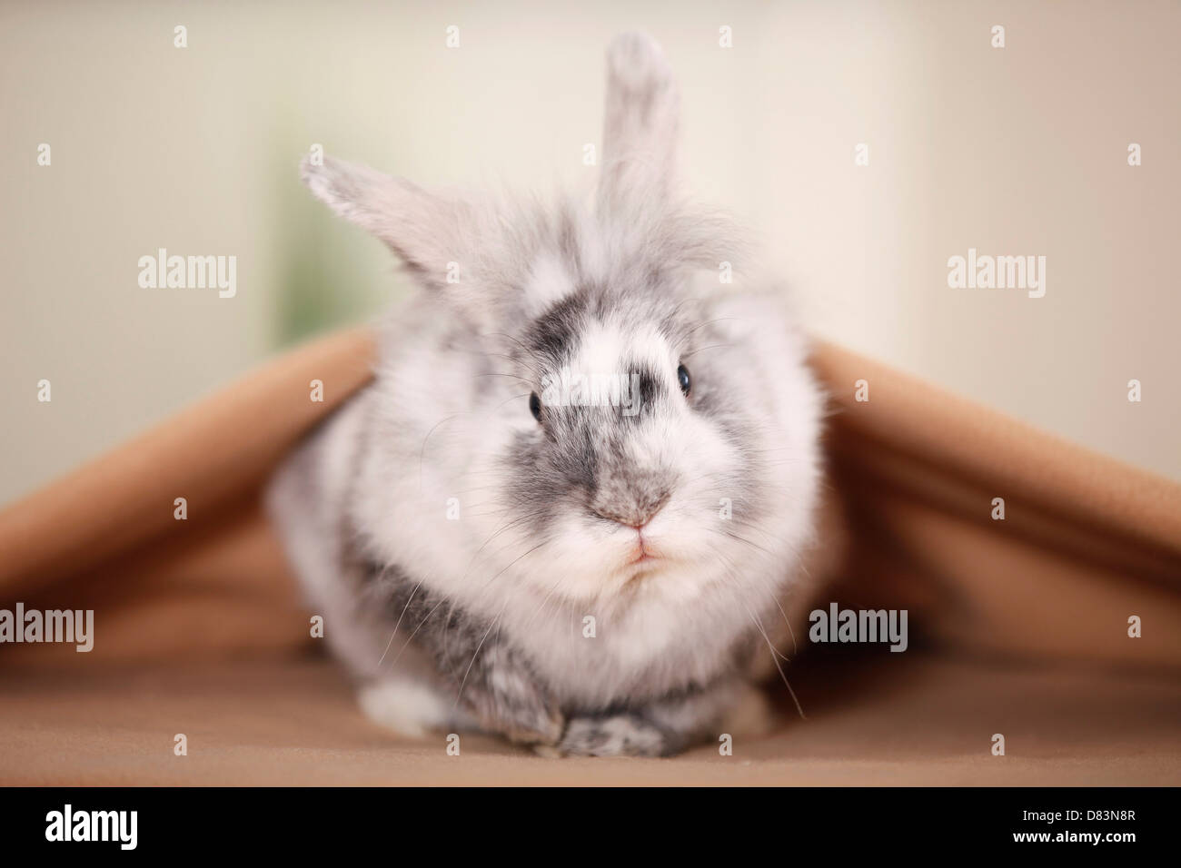 coniglio nano Foto Stock