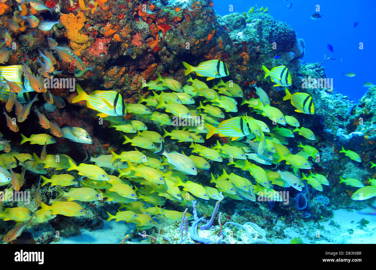 Scuola di Porkfish (Anisotremus Virginicus), Grunt francese (Haemulon Flavolineatum) e Cesare Grunt (Haemulon Carbonarium), Cozu Foto Stock