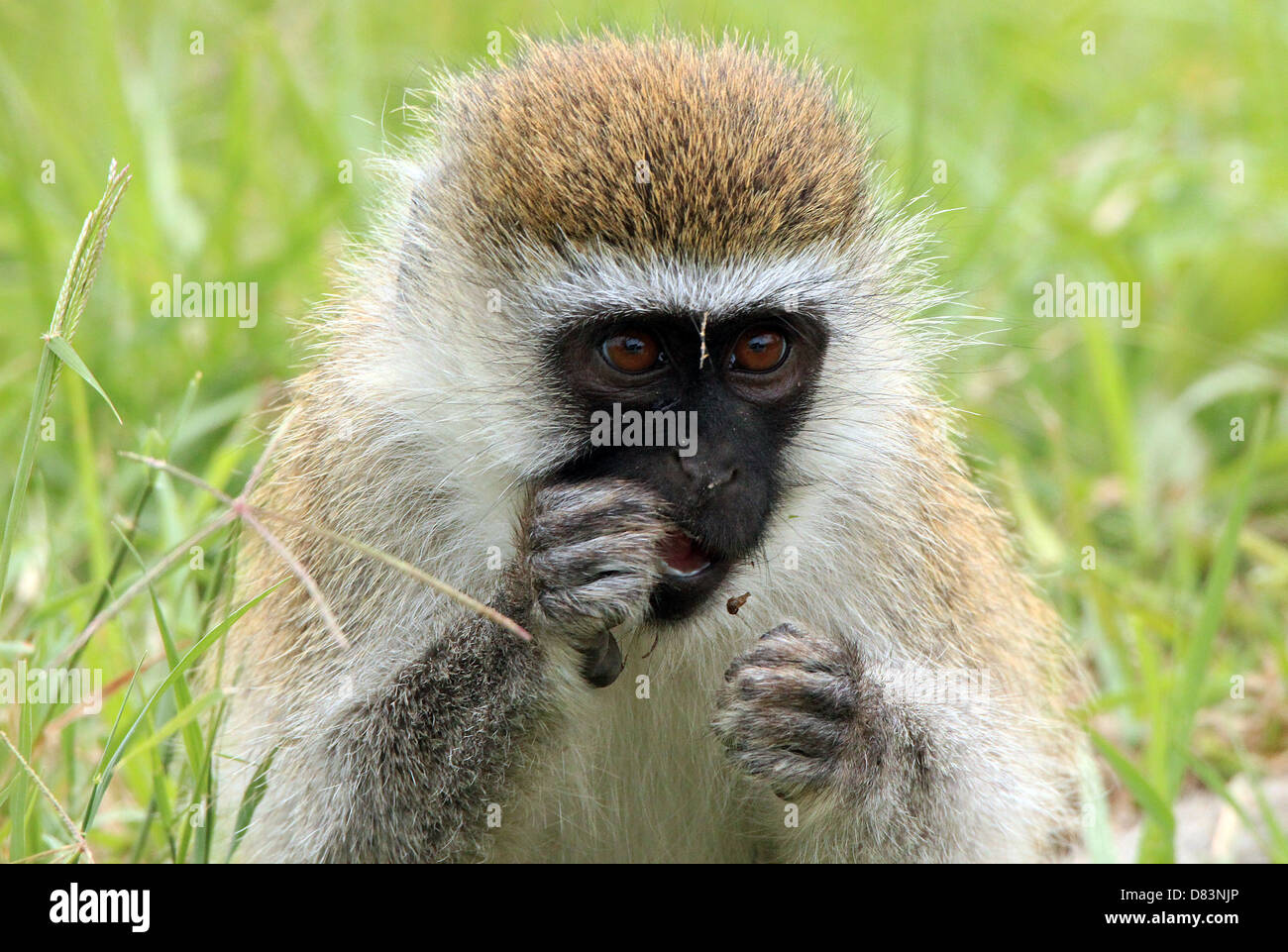 Close-up di una scimmia Vervet (Chlorocebus Pygerythrus) mangiare, Lake Nakuru, Kenya Foto Stock