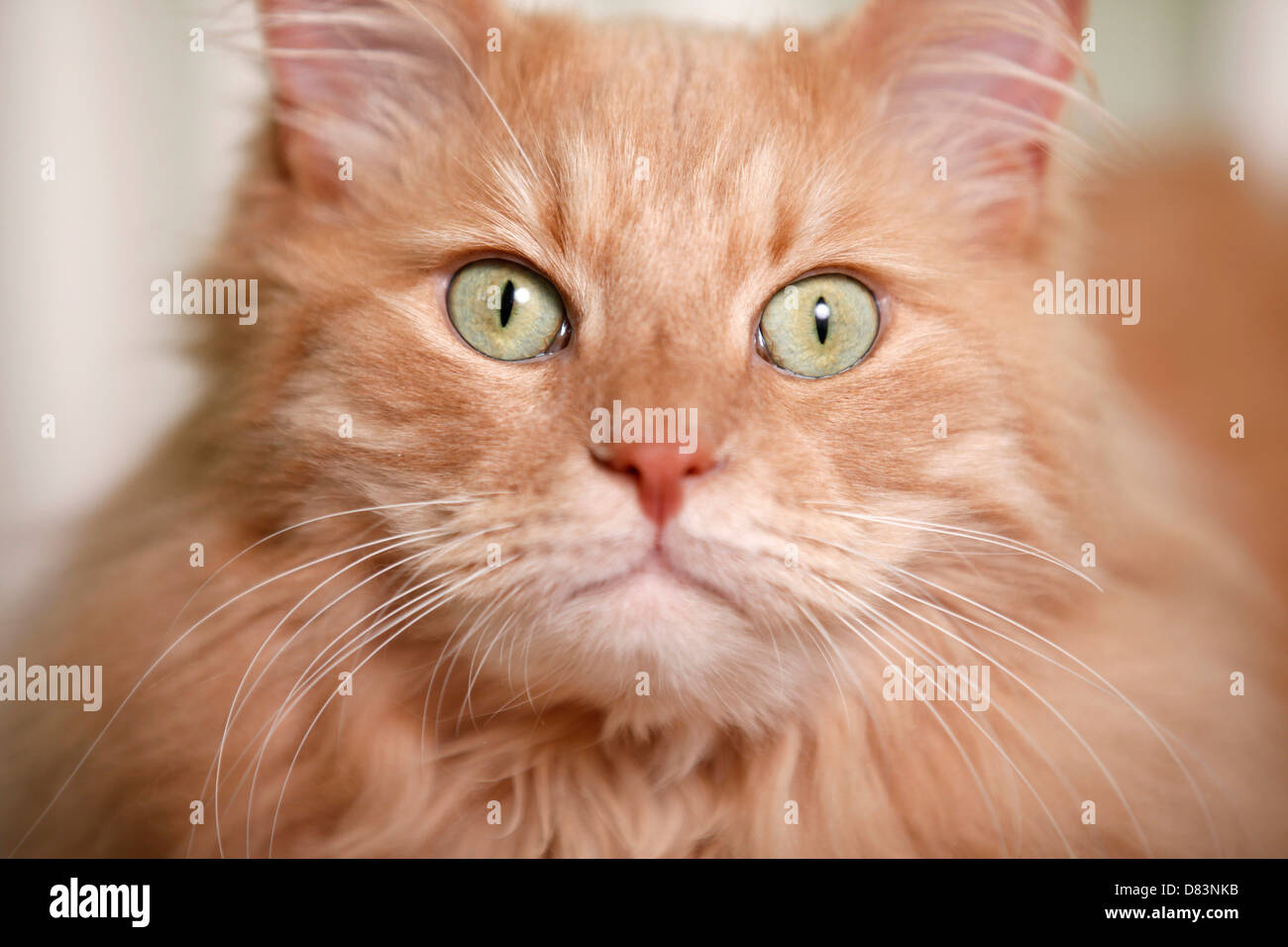 Gatto siberiano Foto Stock Gatto siberiano Foto Stock