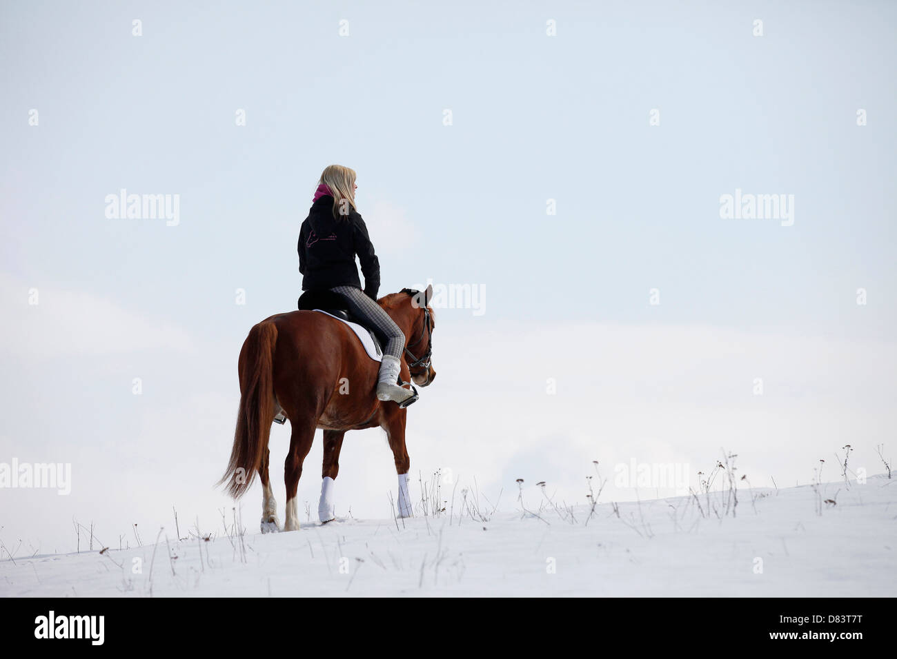 Cavalcata di cavallerizzi invernali pony immagini e fotografie stock ad  alta risoluzione - Alamy