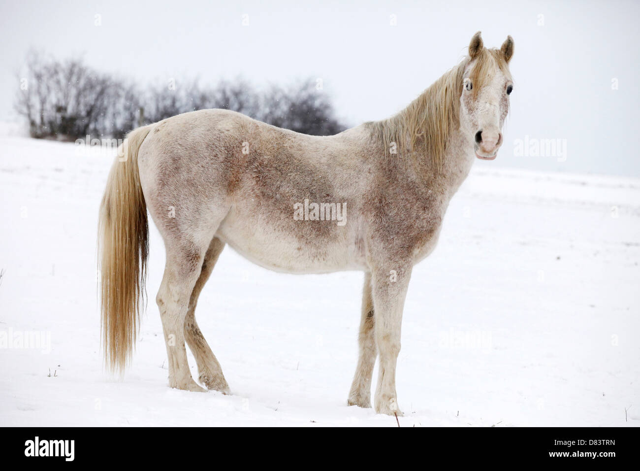 Arabian Horse Foto Stock