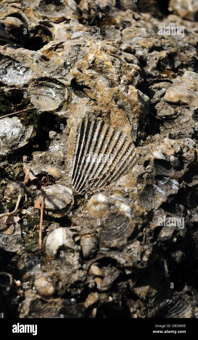 Antiche fonti fossili di conchiglie e molluschi Foto Stock