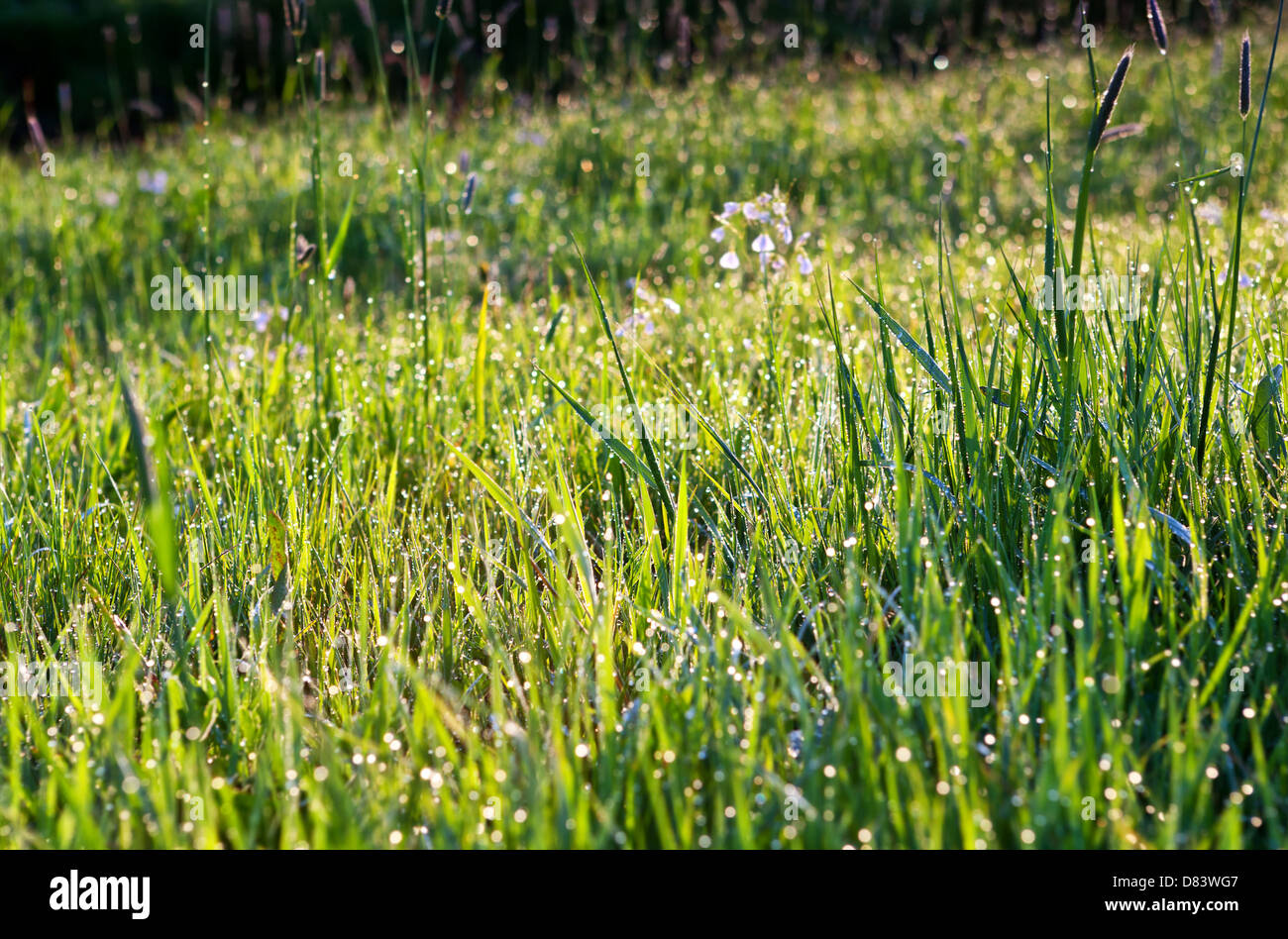 Fresca Rugiada di mattina su erba verde Foto Stock