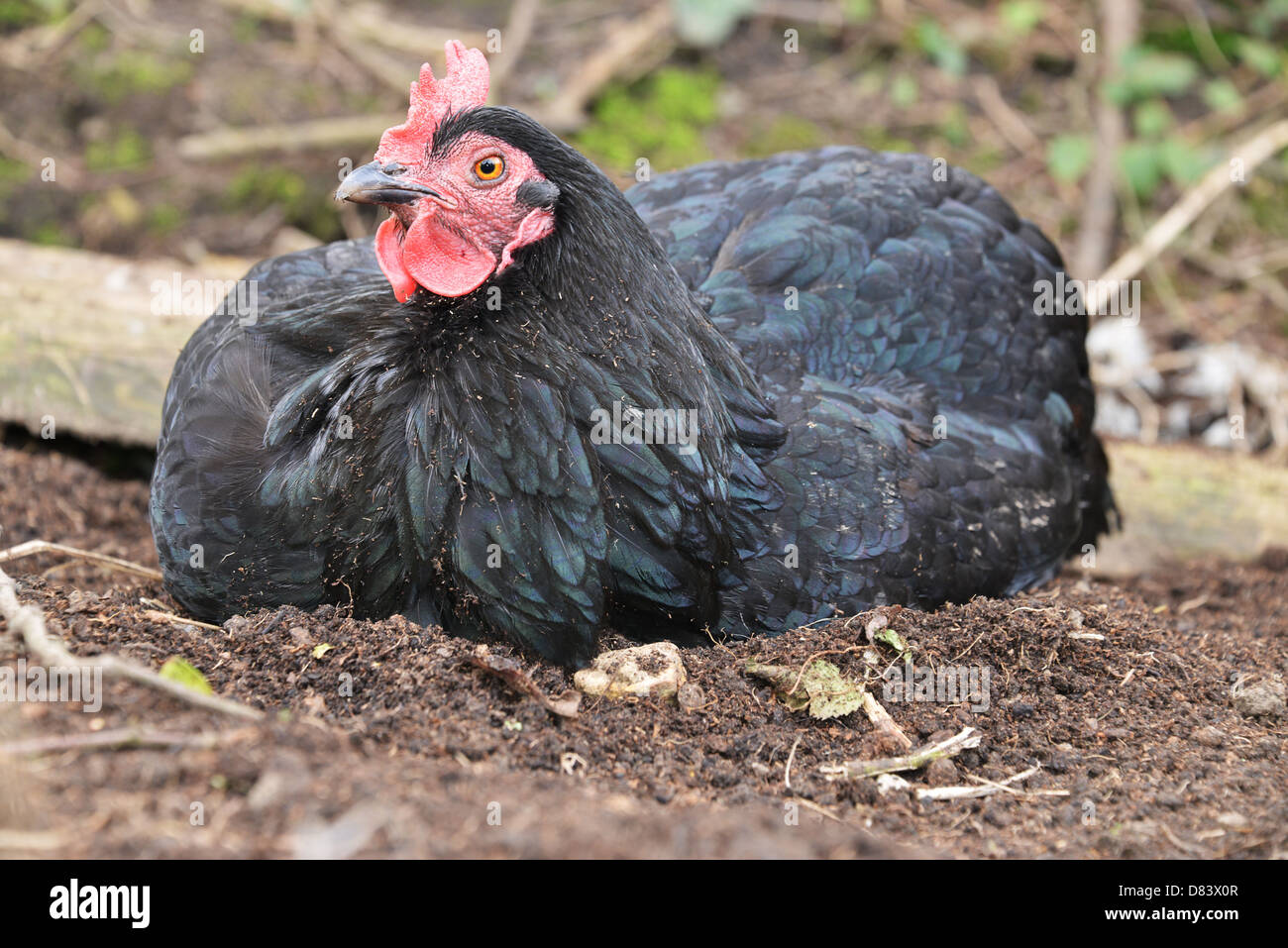 Black Rock hen giacenti nel terreno avente un bagno di polvere Foto Stock