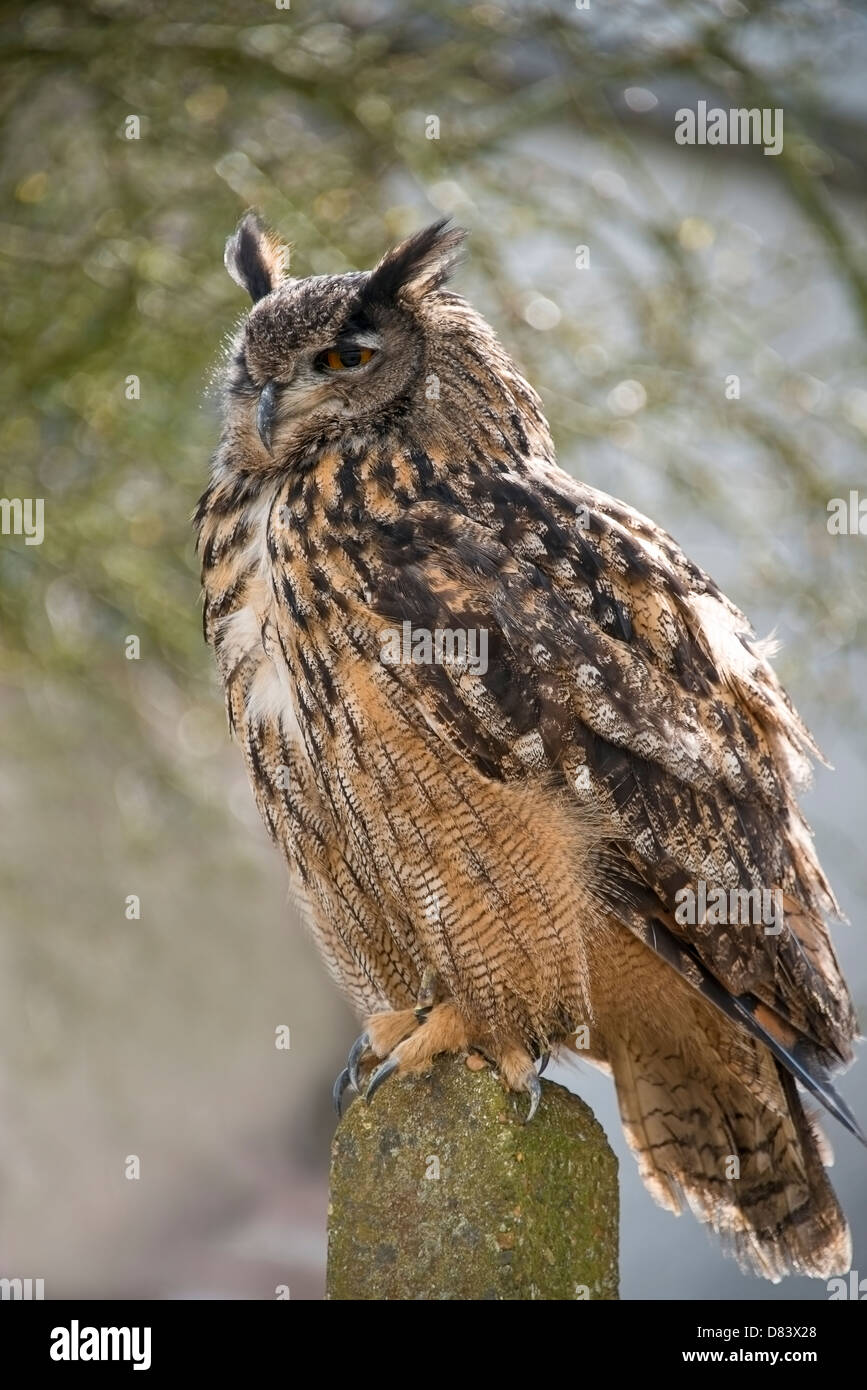 Una piena lunghezza Ritratto di un Europeo Gufo reale Foto Stock