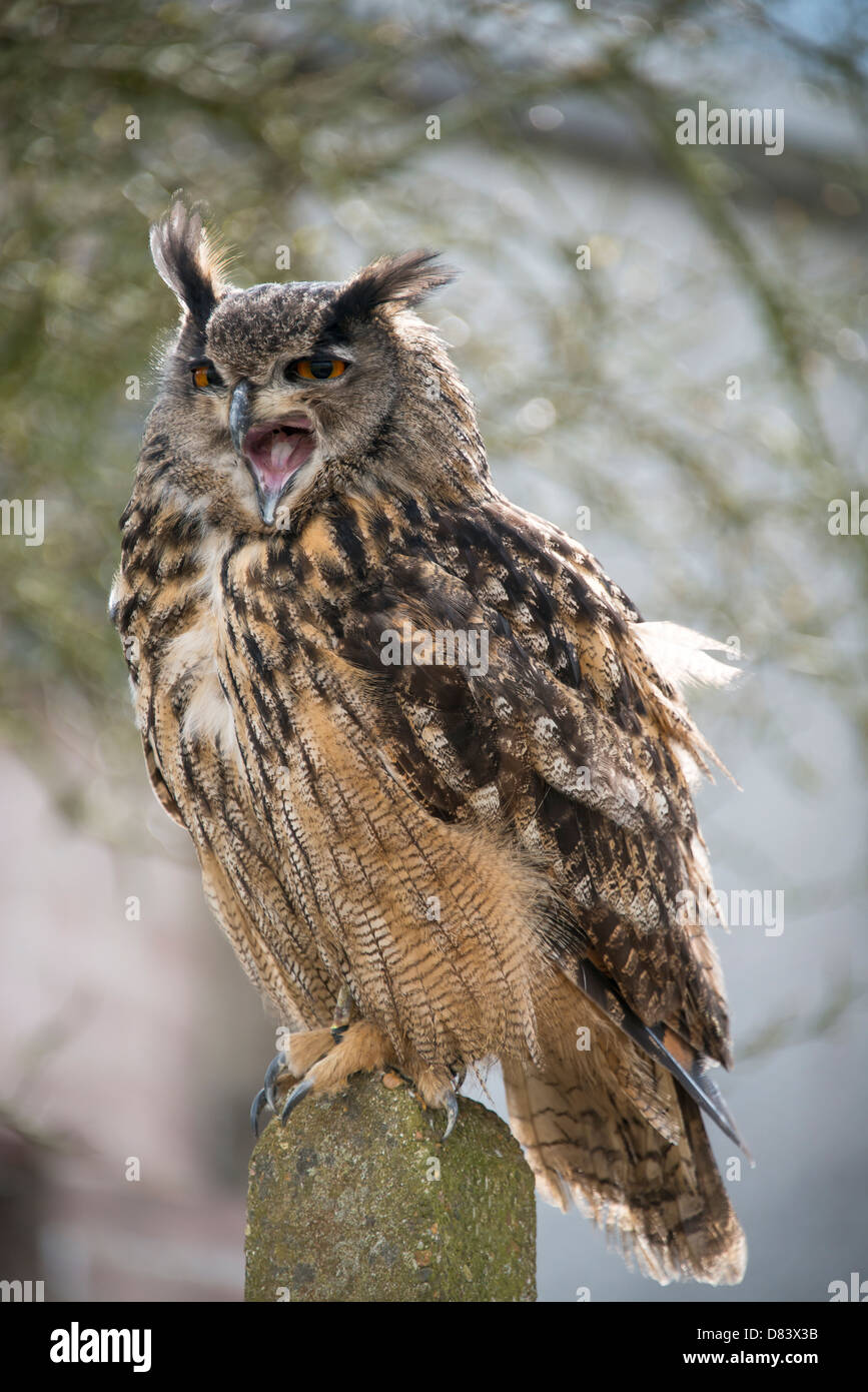 Una piena lunghezza Ritratto di un Europeo Gufo reale Foto Stock