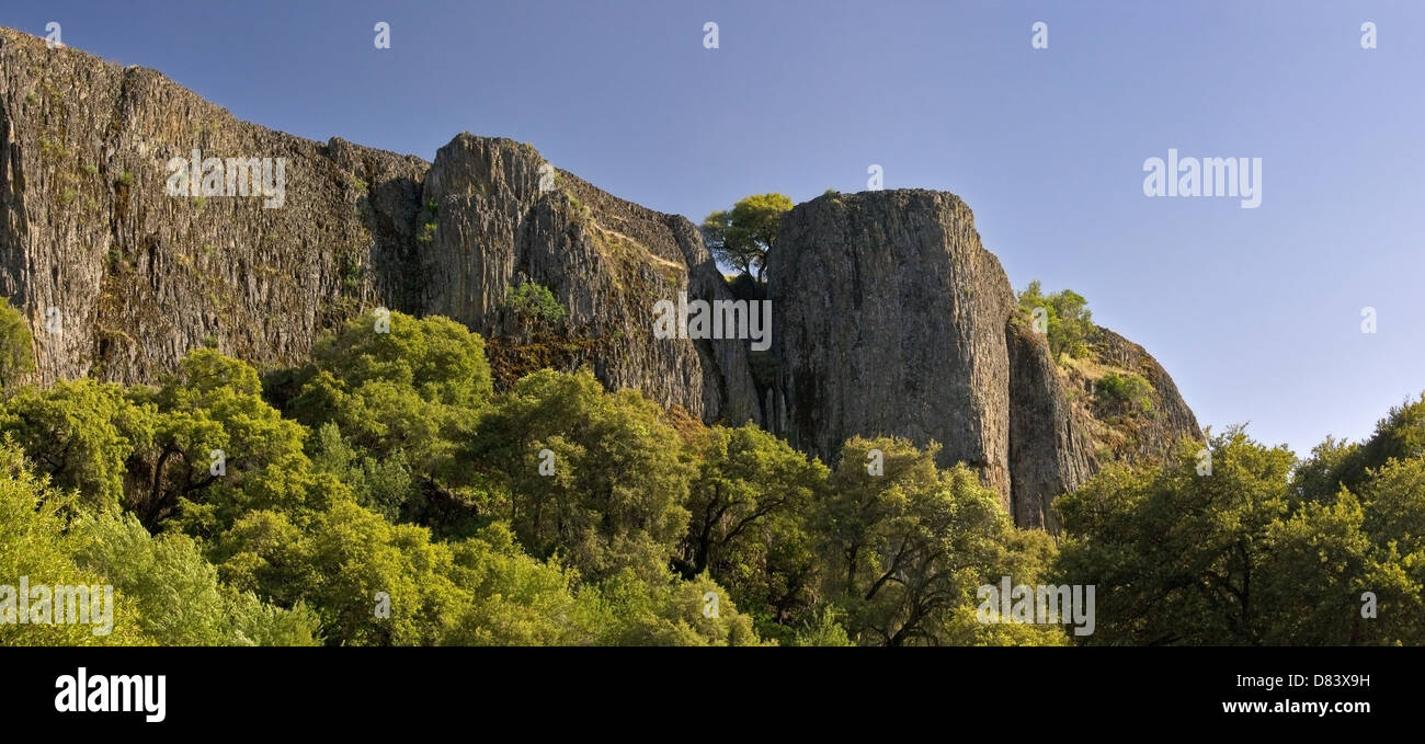 Un coraggioso lone tree cresce tra pura scogliere di basalto in California Foto Stock