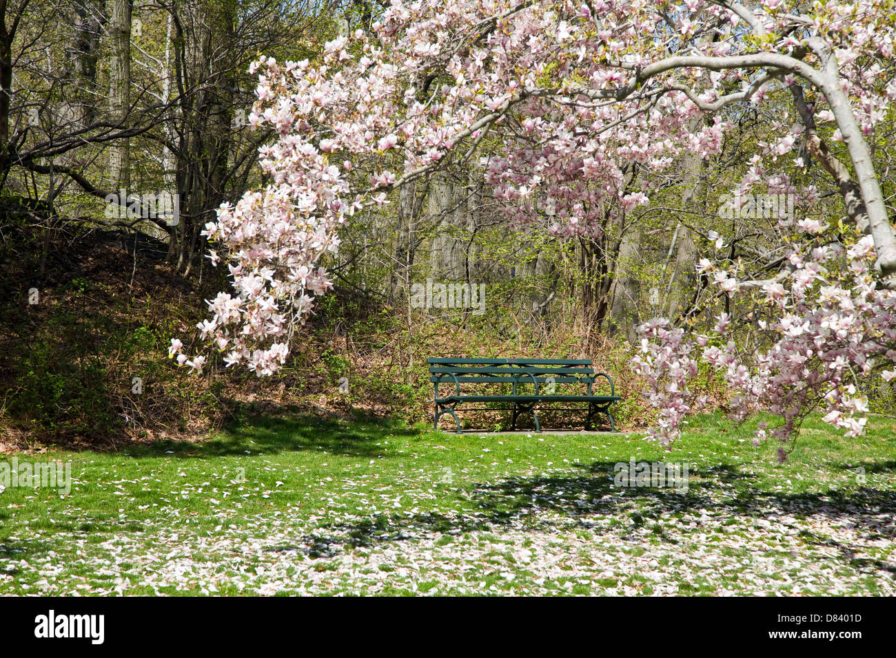 Parco verde di banco in un giardino incorniciato da blooming albero di magnolia Foto Stock
