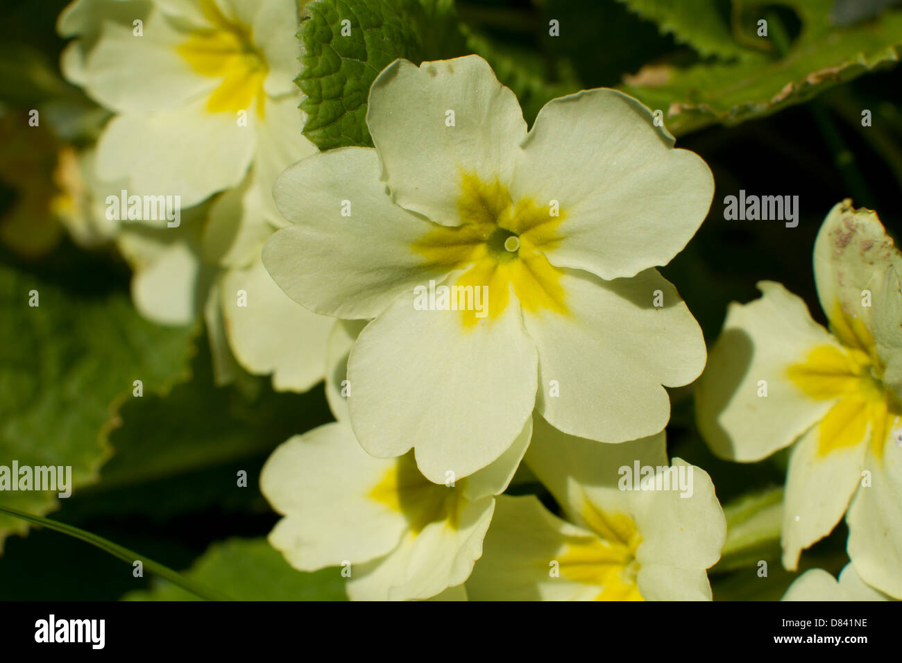 Fiore di primula petali di primavera Foto Stock