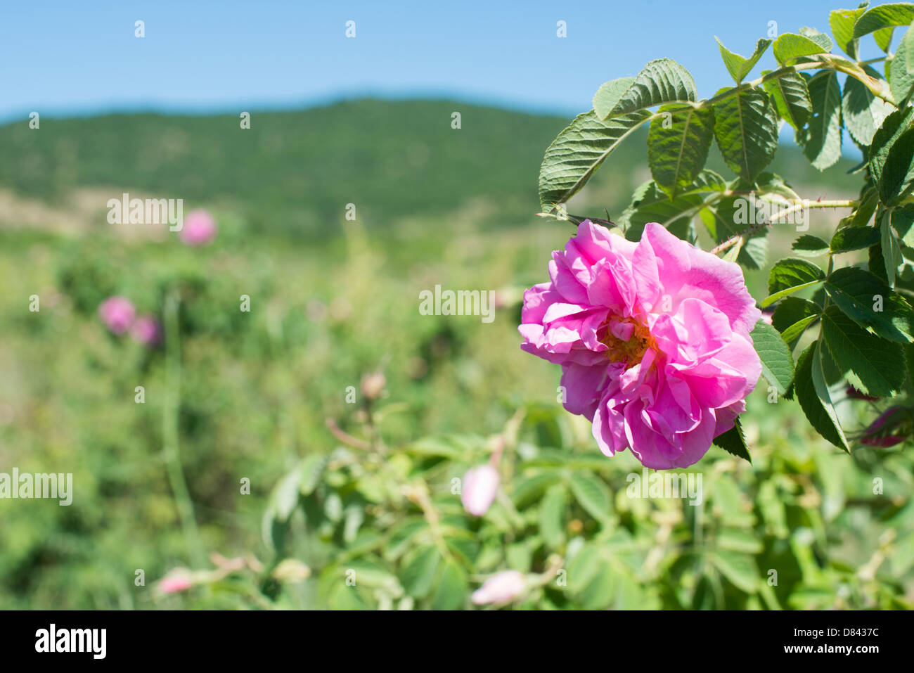 Le piantagioni di rose. Le rose utilizzati in profumeria. Foto Stock