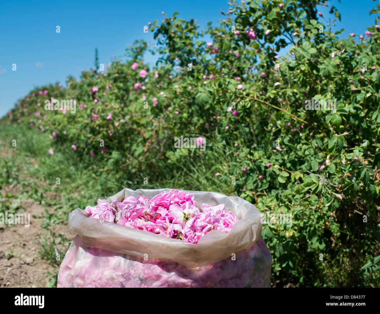 Le piantagioni di rose. Le rose utilizzati in profumeria. Foto Stock
