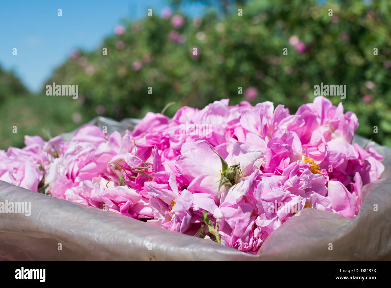 Le piantagioni di rose. Le rose utilizzati in profumeria. Foto Stock
