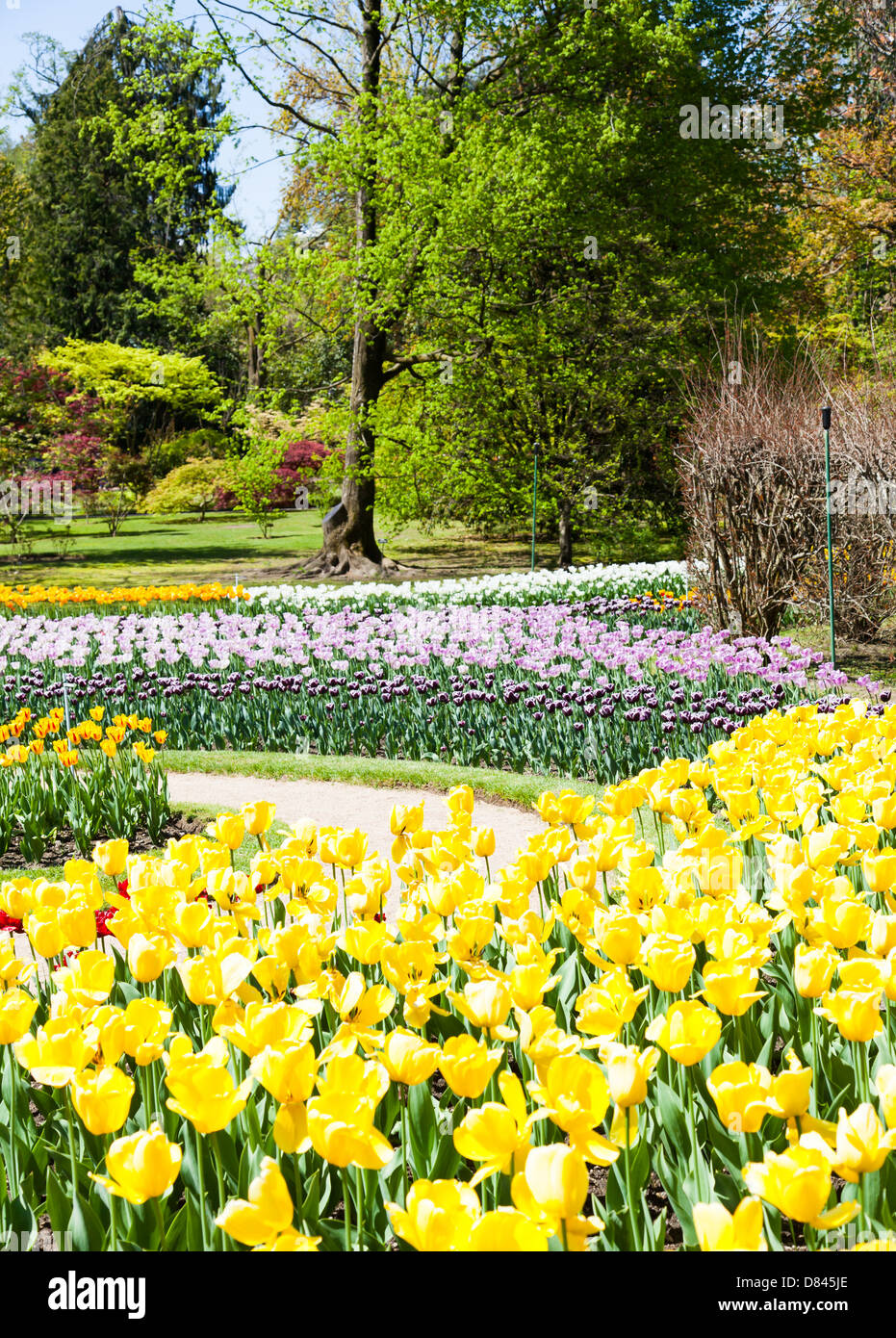 Villa Taranto - Italia. Famoso giardino italiano con un'area dedicata per i tulipani coltivazione. Foto Stock