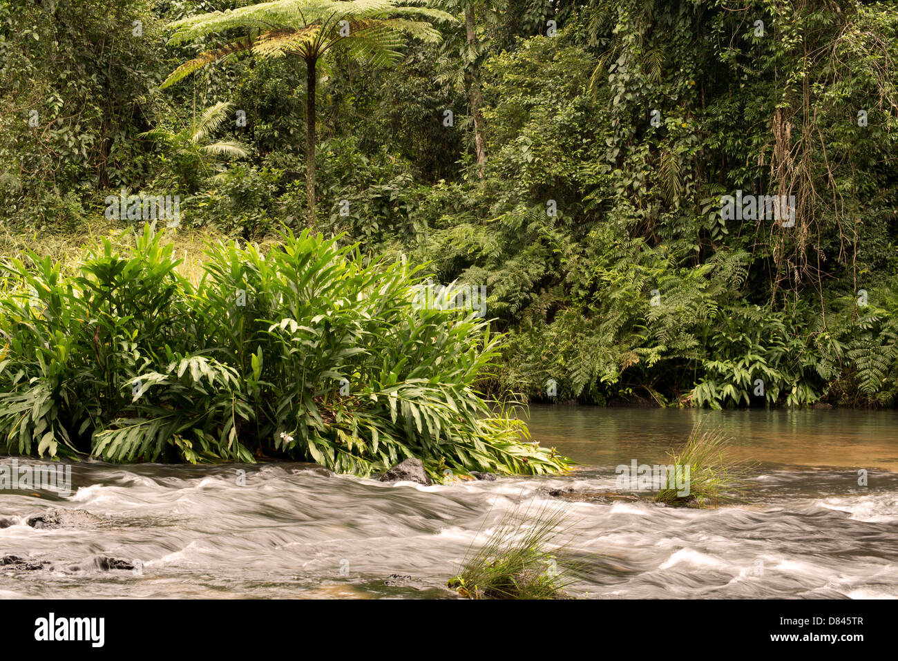 A Henrietta Creek, vicino a Innisfail, estremo Nord Queensland, Australia Foto Stock