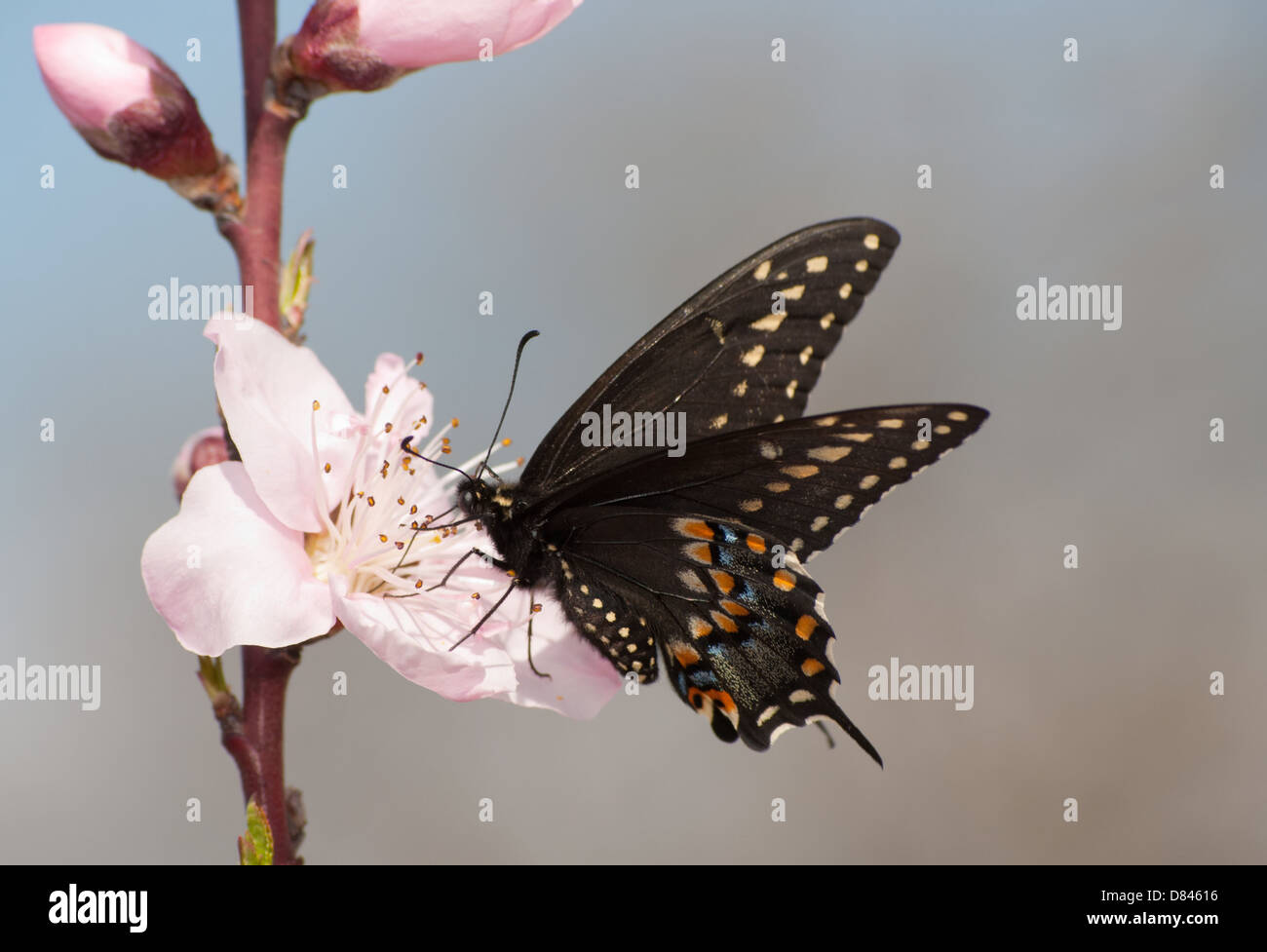 Nero orientale a coda di rondine di alimentazione a farfalla su un Fiore di pesco in primavera Foto Stock