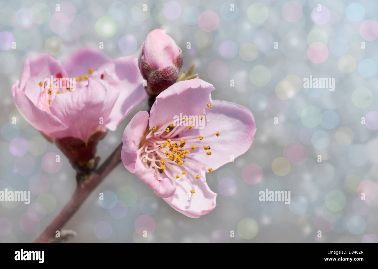 Peach Blossoms contro sognanti pastello sfondo bokeh di fondo Foto Stock