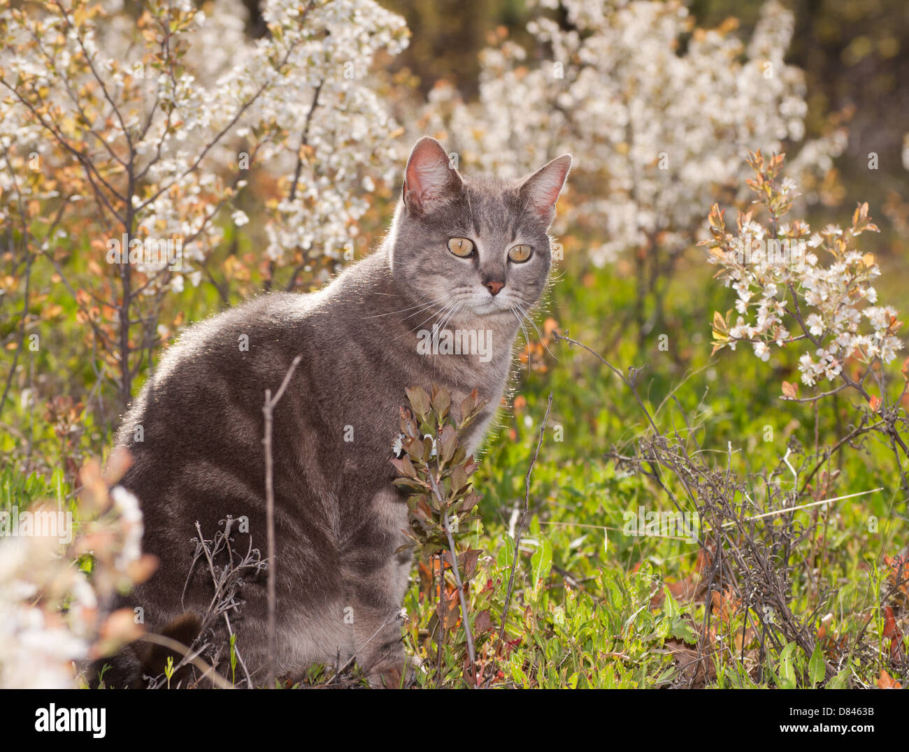 Blue tabby gatto fuori nel sole con bianco sullo sfondo di fiori selvaggi Foto Stock