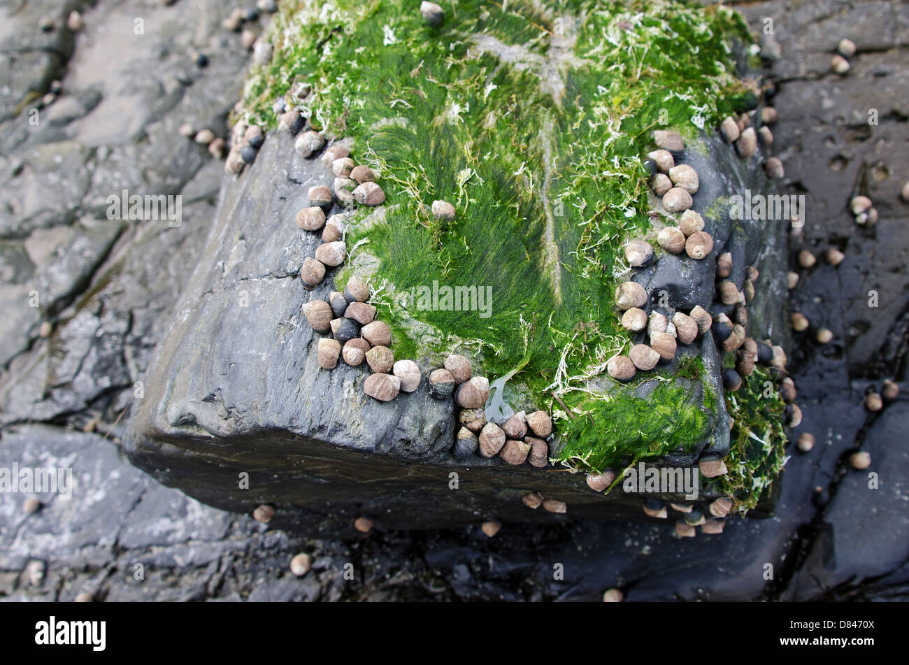Periwinkles comune con alghe marine su roccia, Ogunquit, Maine. Foto Stock