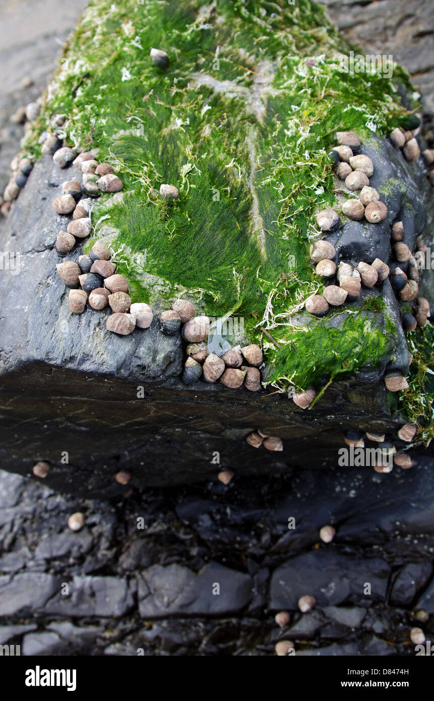 Pervinca comune con alghe marine su roccia, Ogunquit, Maine. Foto Stock
