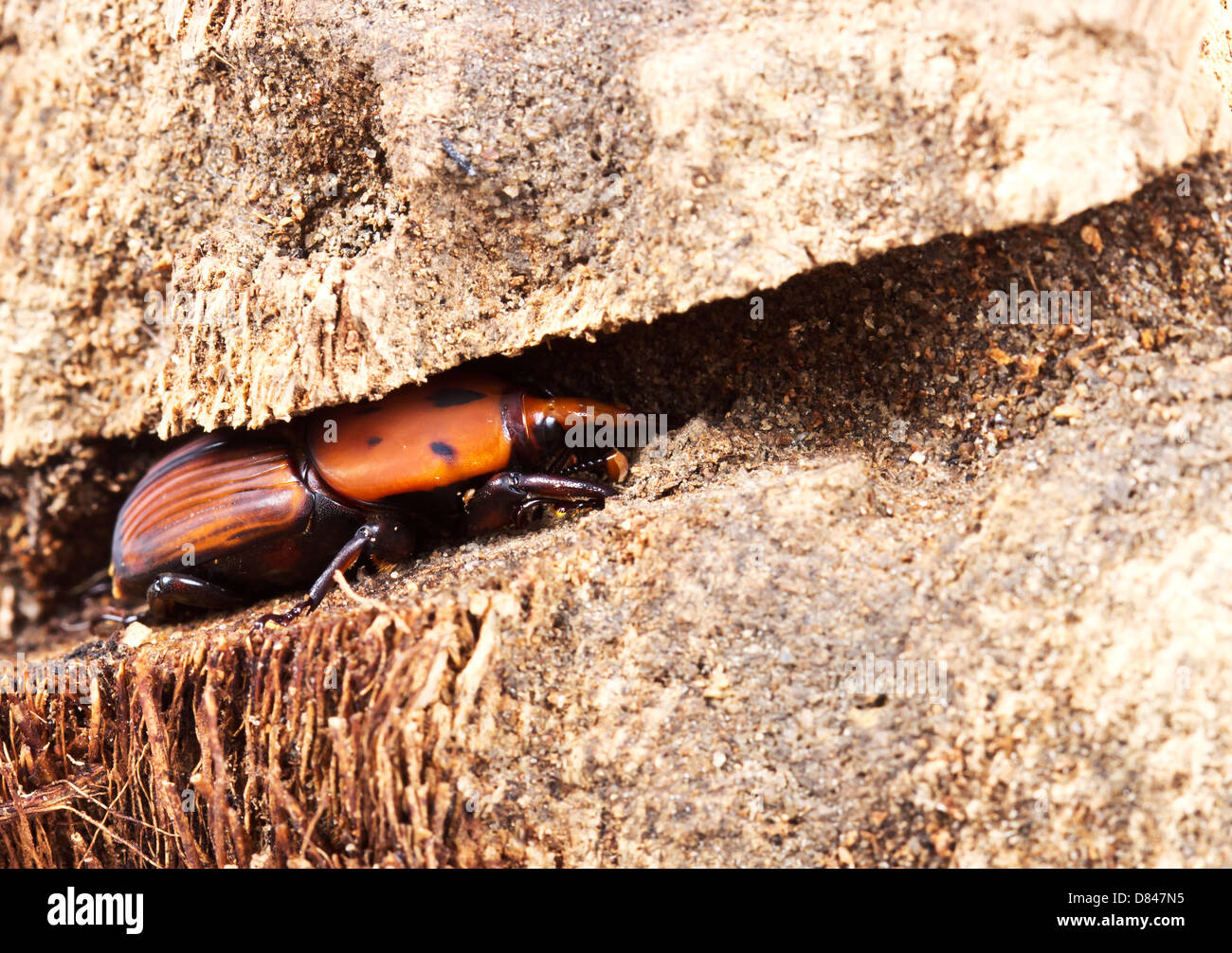Il rosso curculione di Palm Foto Stock