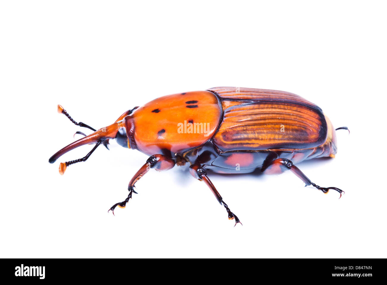 Il rosso curculione di Palm Foto Stock