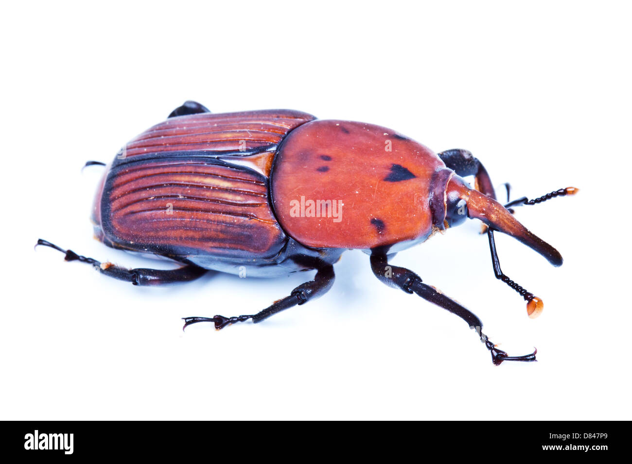 Il rosso curculione di Palm Foto Stock