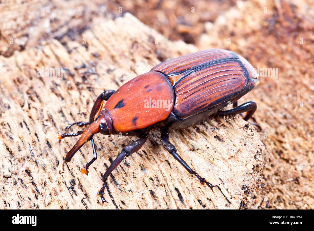 Il rosso curculione di Palm Foto Stock