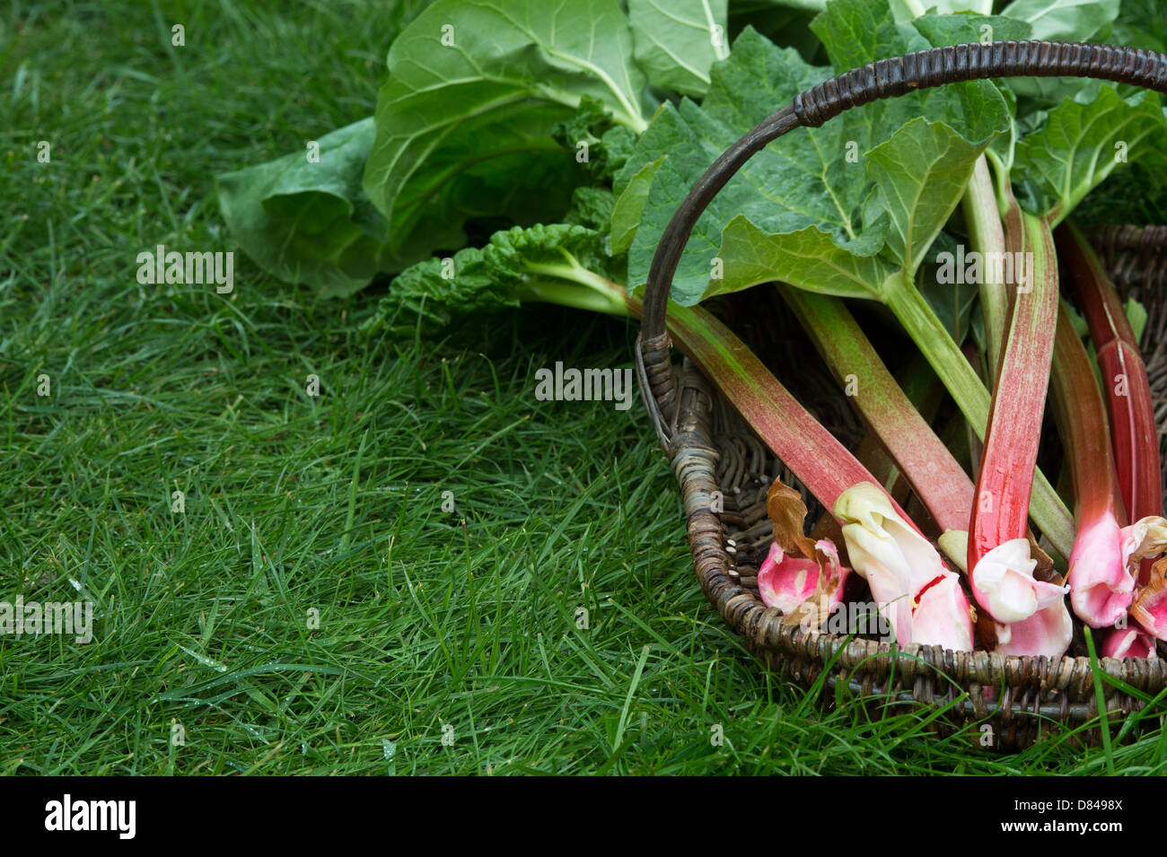 Rheum rhabarbarum. Raccolte di rabarbaro in un cesto di vimini Foto Stock