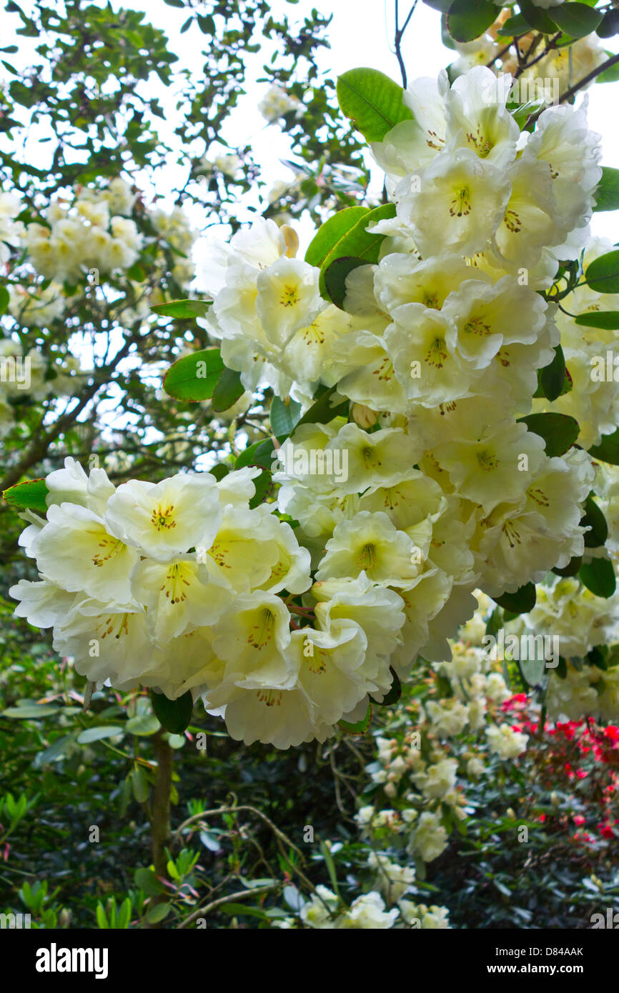 Percorso Sheringham Park con rododendri in fiore Foto Stock