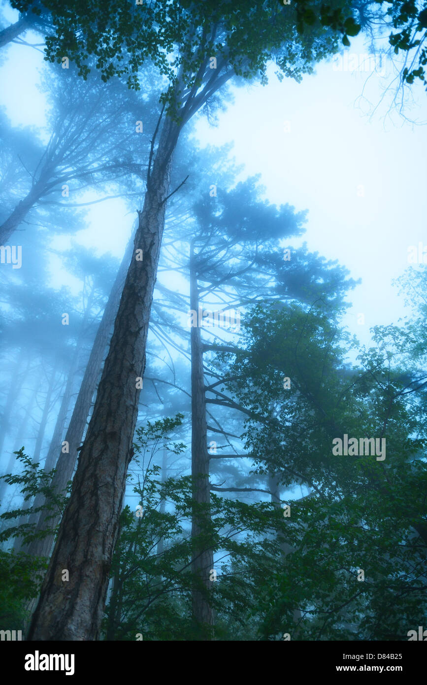Profonda mistica nebbia in una foresta . Foto Stock