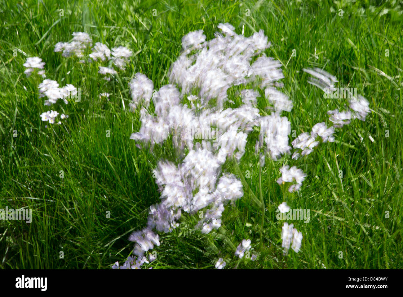 Fiori di Primavera al vento. Presi in Svizzera Foto Stock