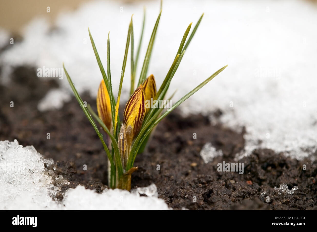 Fiore giallo sul suolo, neve intorno, concetto di primavera Foto Stock