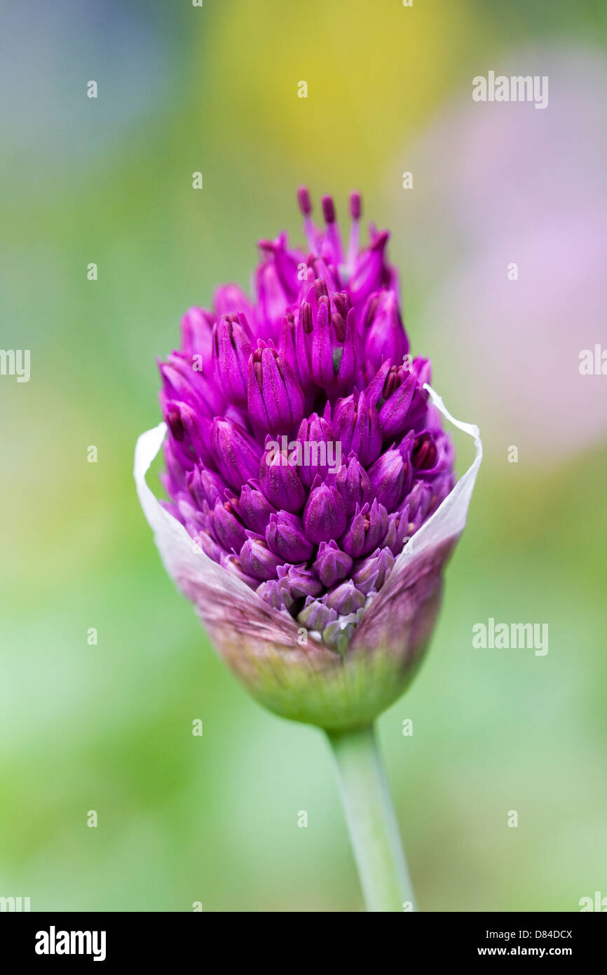 Allium 'viola sensazione'. Germoglio di fiore di apertura nel giardino. Foto Stock