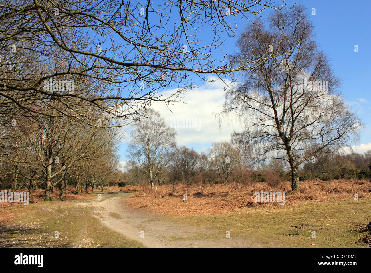 Headley Heath, Surrey, Inghilterra, Regno Unito. Foto Stock