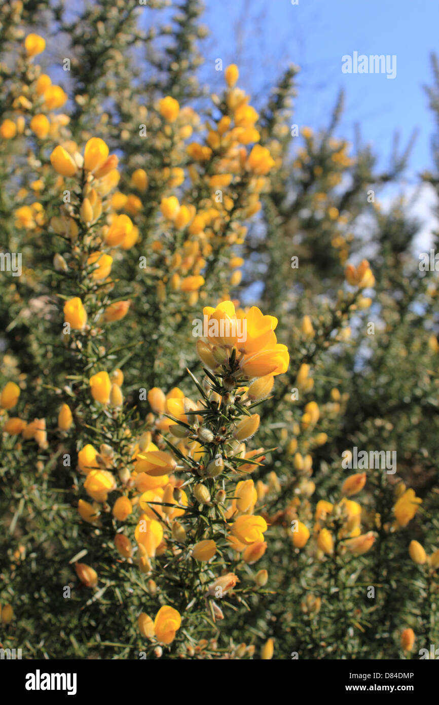 Headley Heath, Surrey, Inghilterra, Regno Unito. Foto Stock