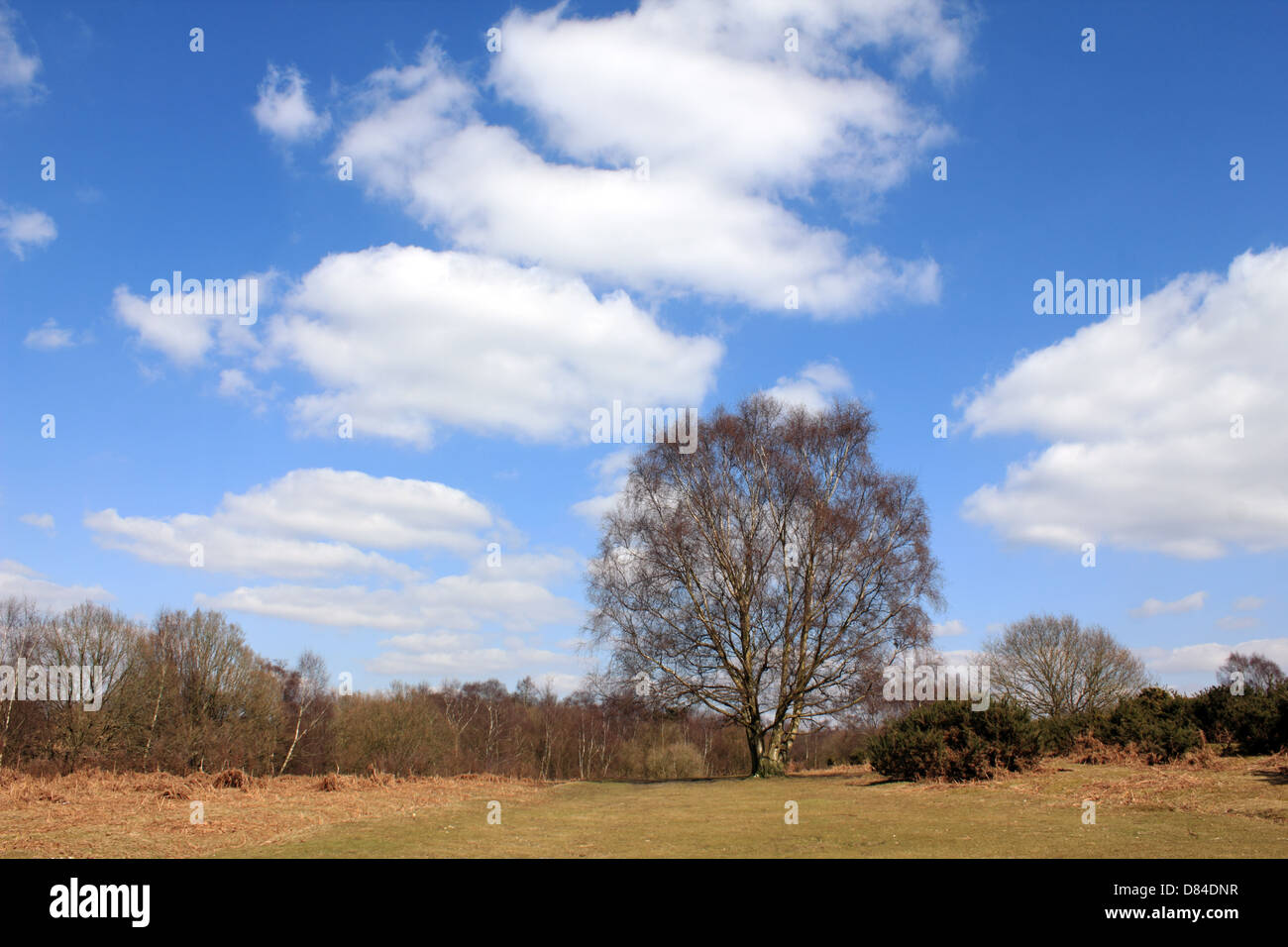 Headley Heath, Surrey, Inghilterra, Regno Unito. Foto Stock