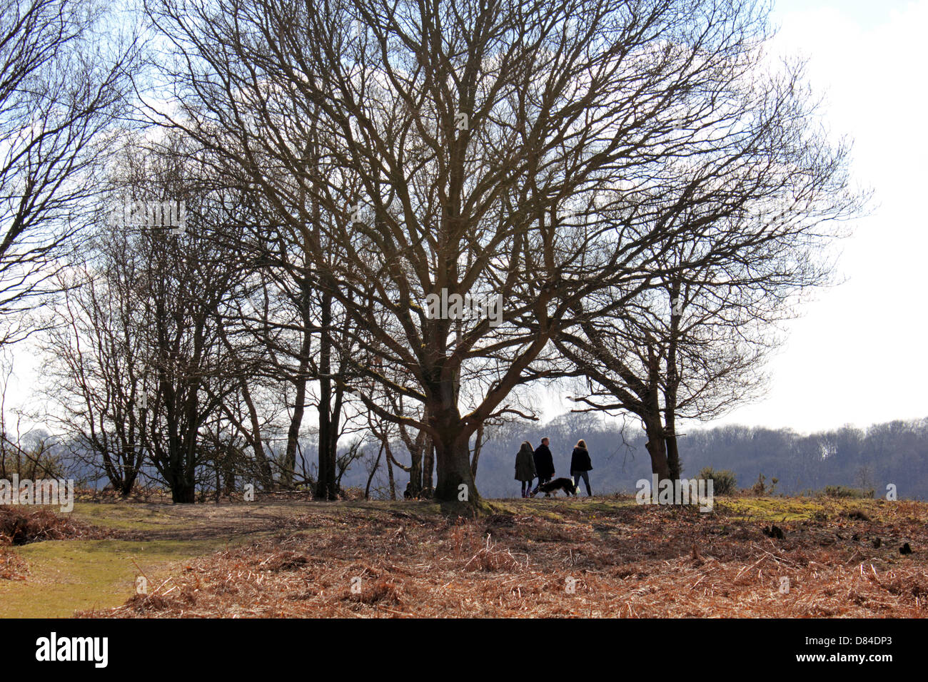 Headley Heath, Surrey, Inghilterra, Regno Unito. Foto Stock