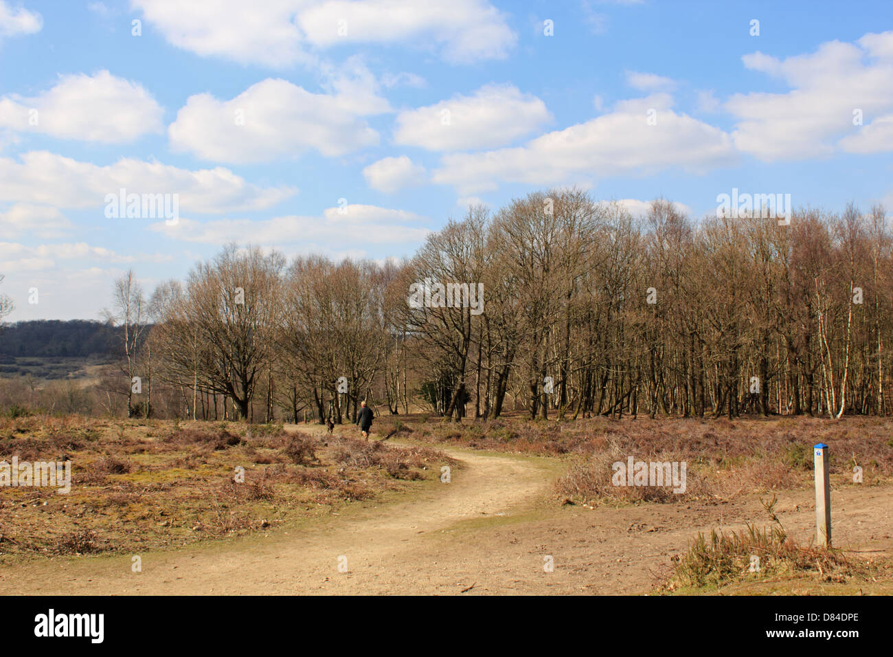 Headley Heath, Surrey, Inghilterra, Regno Unito. Foto Stock
