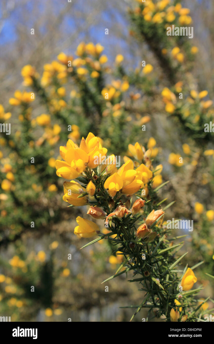 Headley Heath, Surrey, Inghilterra, Regno Unito. Foto Stock