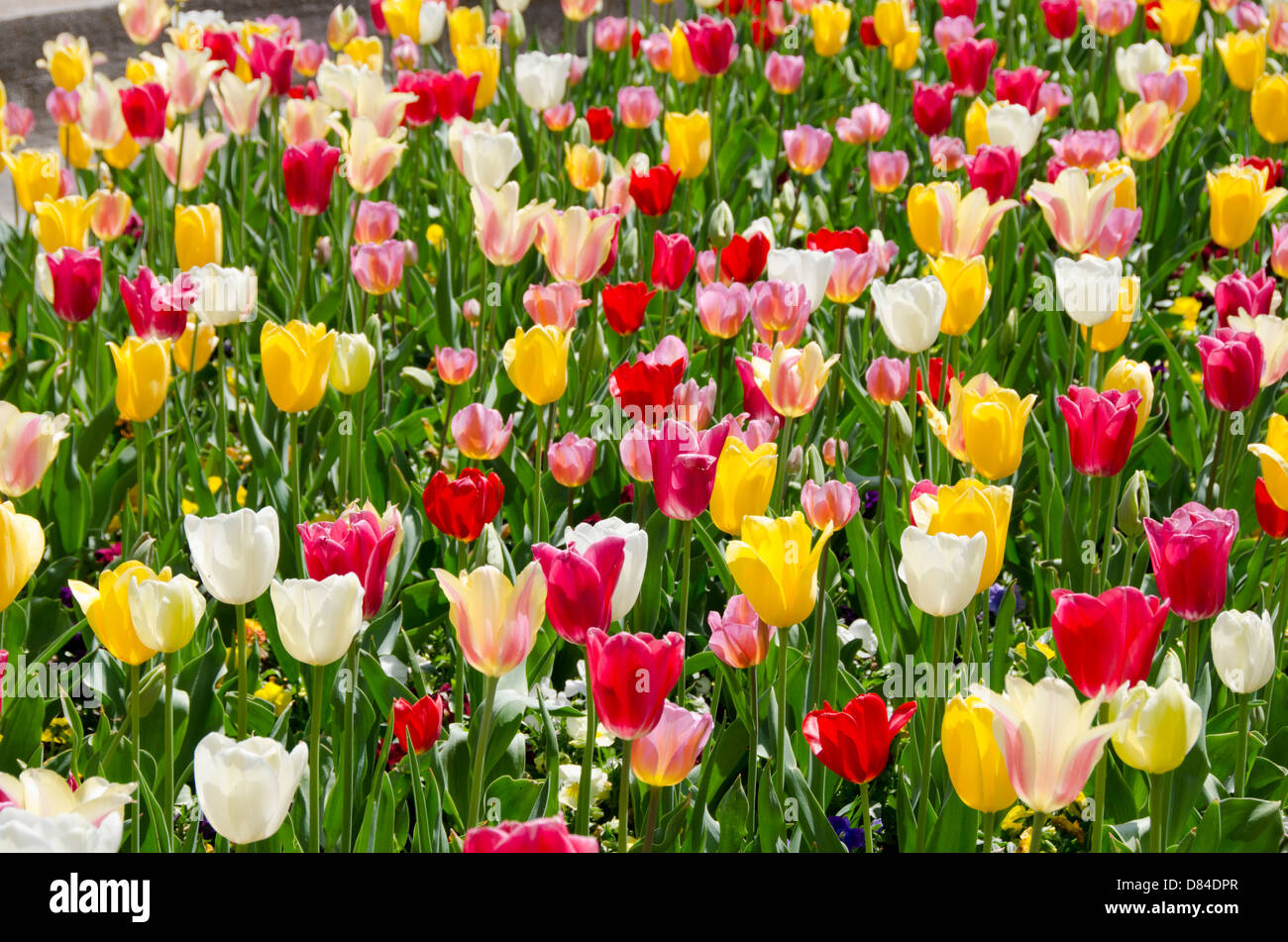 Tennessee, Nashville. Brillanti colori assortiti di tulipani a molla. Foto Stock