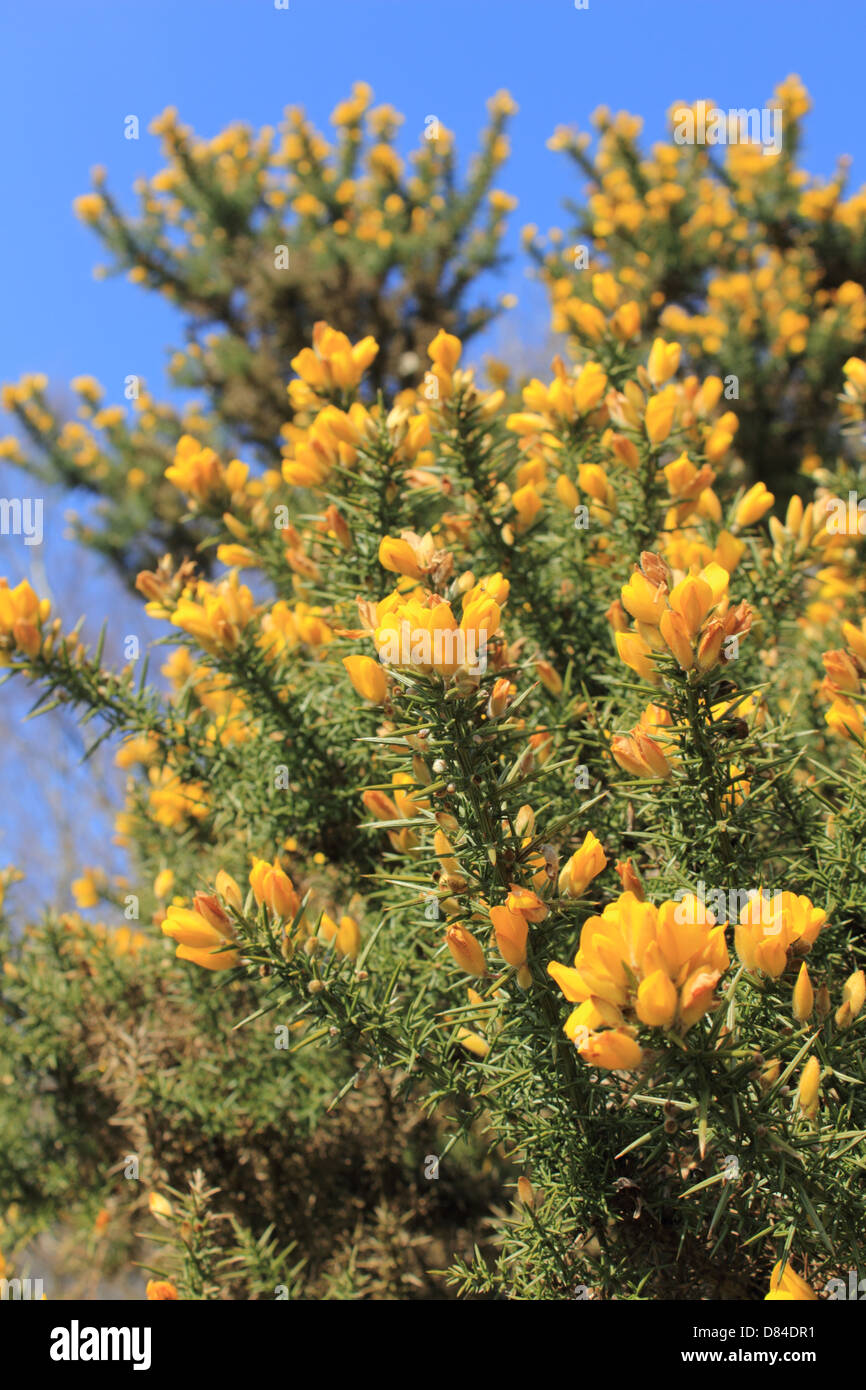 Headley Heath, Surrey, Inghilterra, Regno Unito. Foto Stock