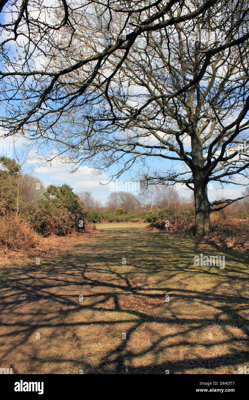 Headley Heath, Surrey, Inghilterra, Regno Unito. Foto Stock