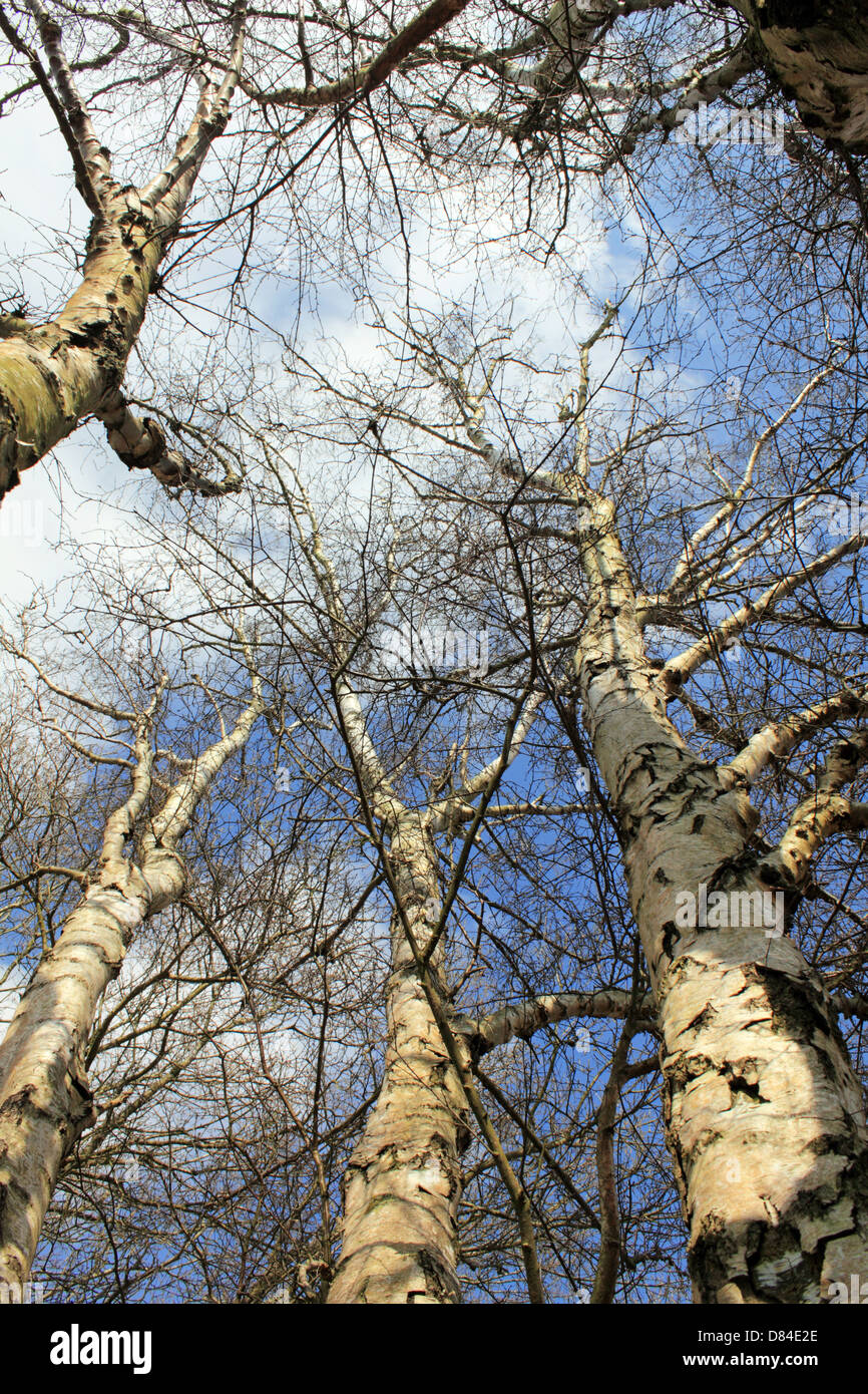 Headley Heath, Surrey, Inghilterra, Regno Unito. Foto Stock