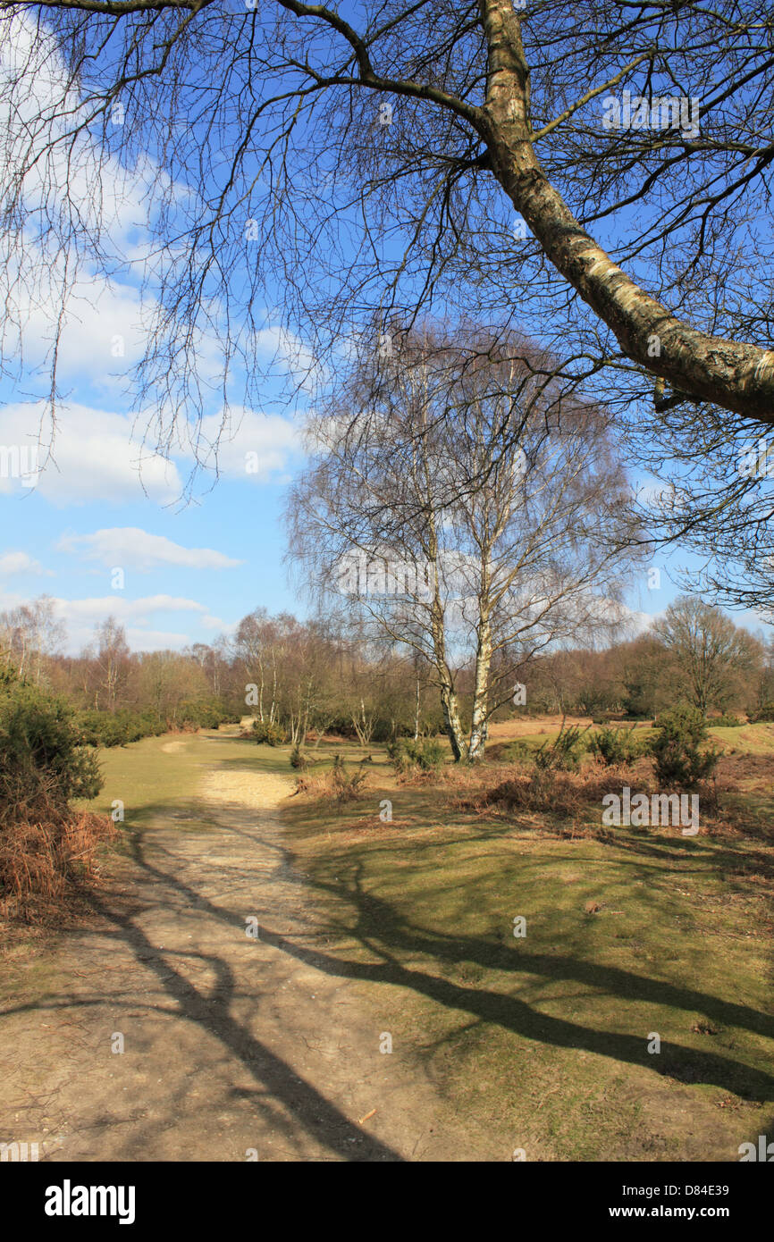 Headley Heath, Surrey, Inghilterra, Regno Unito. Foto Stock