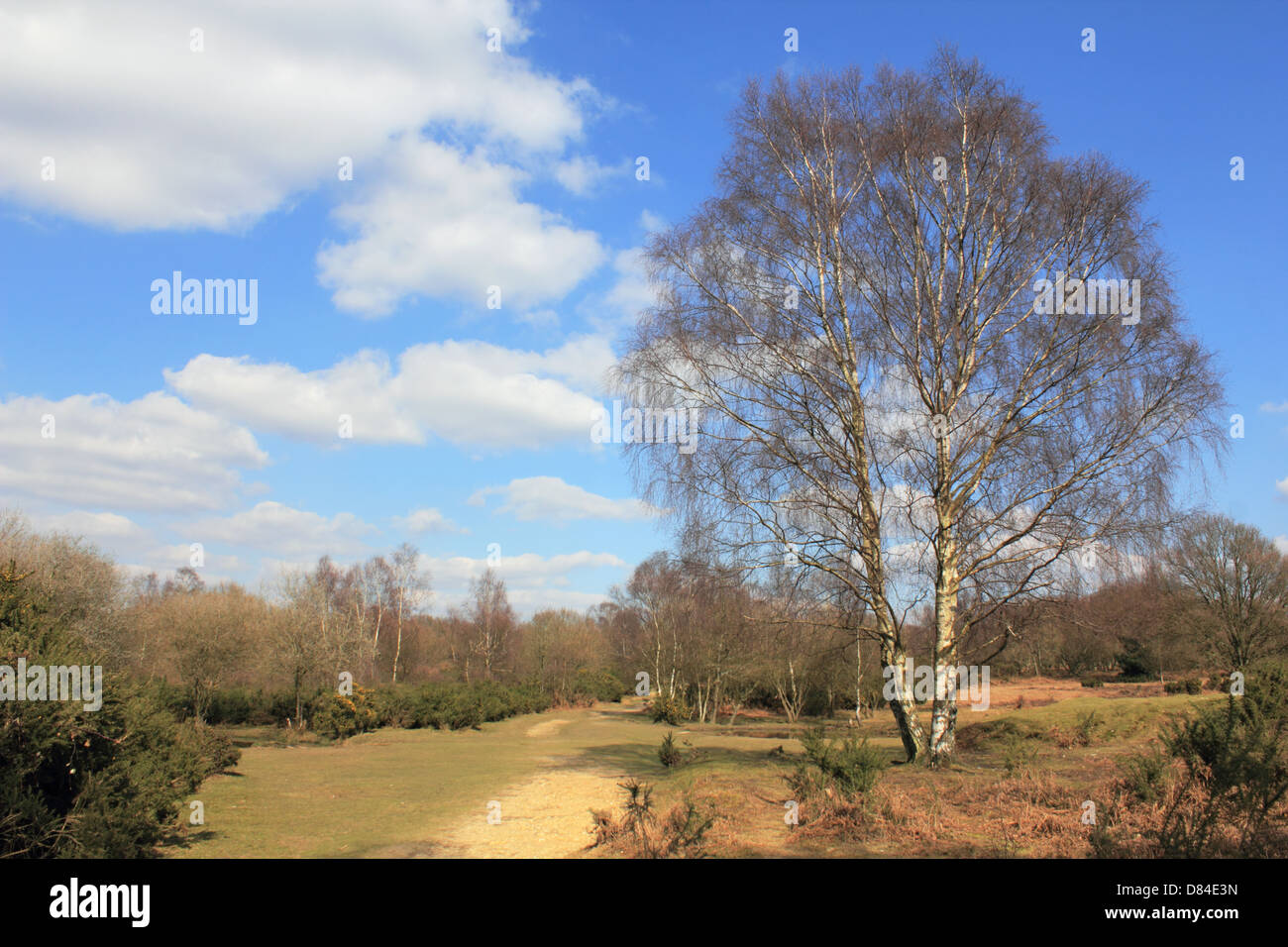 Headley Heath, Surrey, Inghilterra, Regno Unito. Foto Stock