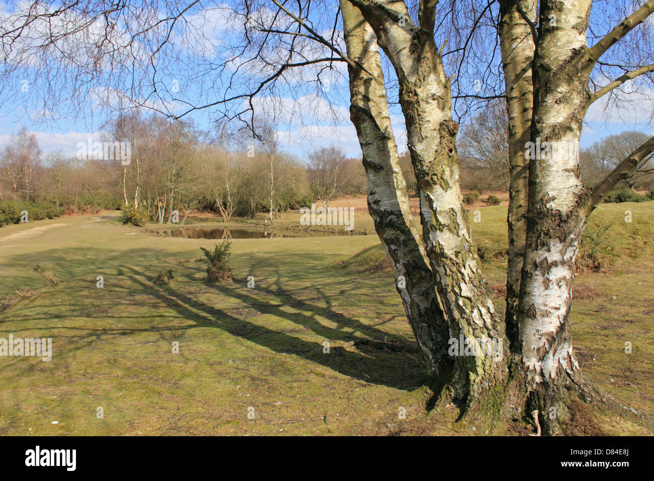 Headley Heath, Surrey, Inghilterra, Regno Unito. Foto Stock