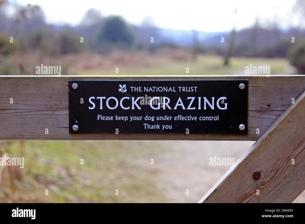 Headley Heath, Surrey, Inghilterra, Regno Unito. Foto Stock